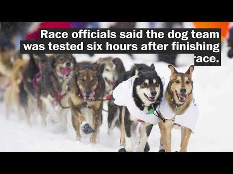 Video: Iditarod-schandaal: Honden Testen Positief Op Pijnstillers