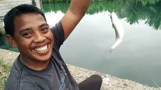 Mancing ikan belanak di spot andalan, #mancing #Ikanbelanak #umpantepung #raseuki96
