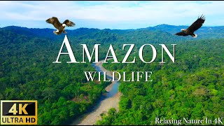 Amazon Wildlife In 4K  Animals That Call The Jungle Home | Amazon Rainforest | Relaxing Music