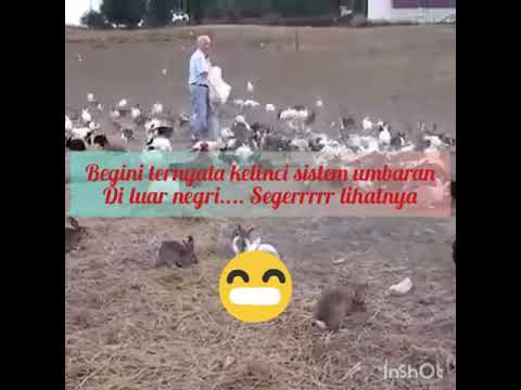 Ternak Kelinci Sistem Umbaran Di Luar Negri Youtube