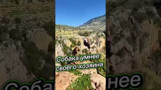 Собака умнее своего хозяина