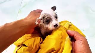 Found him abandoned on a tree branch