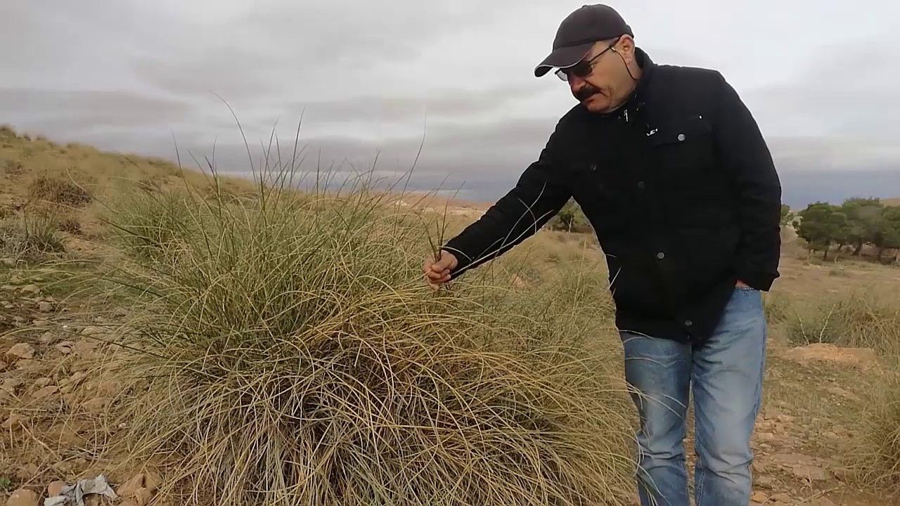 الحلفاء  ( الحلفة )   pennisetum setaceum نبتة طبيعية مفيدة