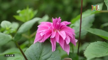 Hà Nội phát triển nông nghiệp công nghệ cao