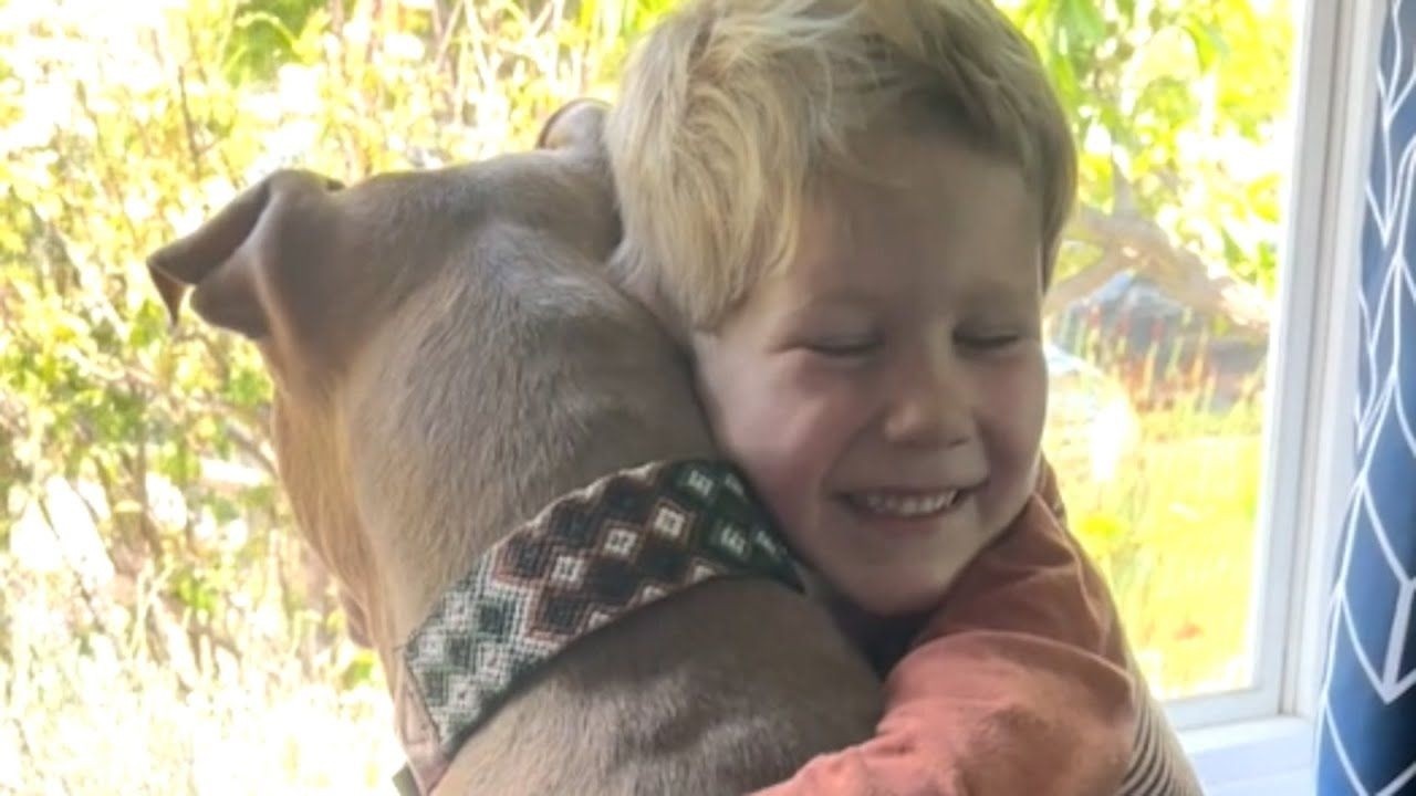 Сладкая сторона этого питбуля покорит ваше сердце