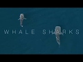 Baja whale sharks