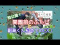 【掛川花鳥園公式】開園前のハシビロコウ「ふたば」と副島くん初めての〇◯