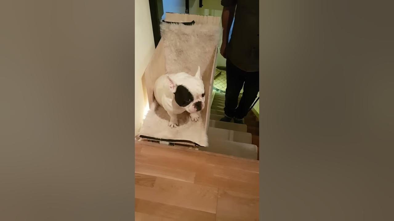 Custom built dog stair lift YouTube