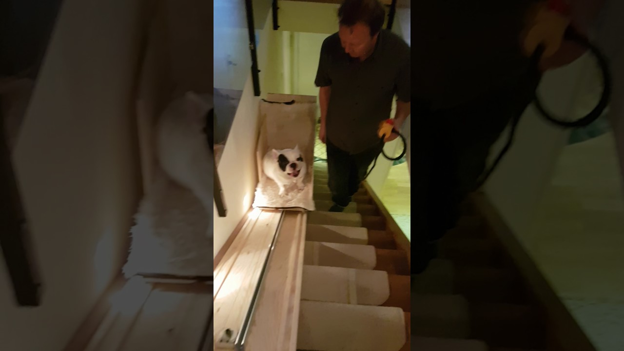 diy stair lift for dogs