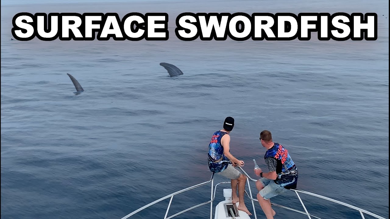 Broadbill Swordfish on Surface YouTube