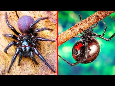 ビデオ: どんな有毒なクモが存在しますか