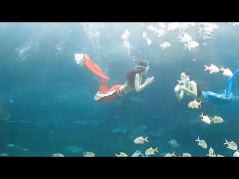 Video: Những Cư Dân Xinh đẹp Của Thủy Cung
