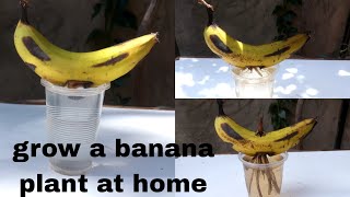 How to grow a banana plant #banana plant from fruit #grow plants at home #easy #gardening #diy