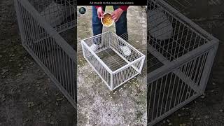 भैया के पिंजरे में मैने पकड़ा कबूतर 😳#Catsoftiktok #CatLovers #cat #cute #FunnyCats #catcartoon