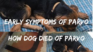 Early symptoms of PARVO | Tips to save your dog and HOW MY DOG DIED OF PARVO