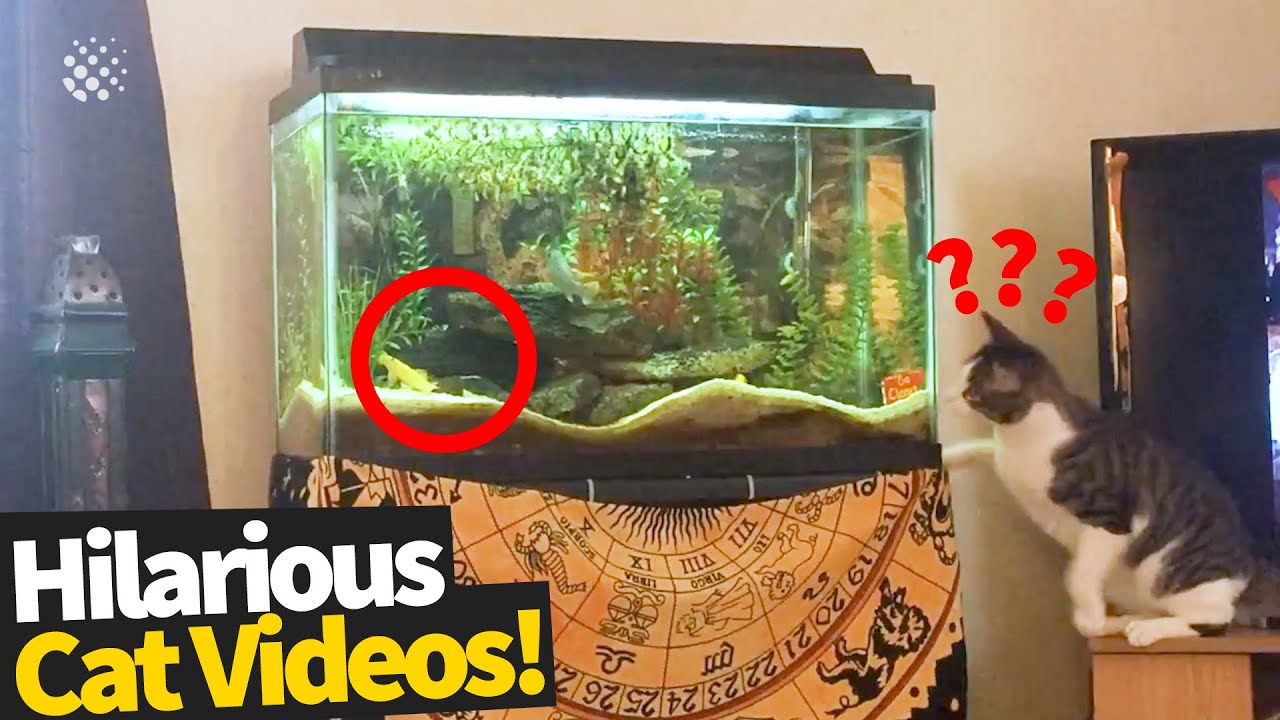 Funny Viral Cat Videos | Ultimate Cat Compilation 2019 - YouTube