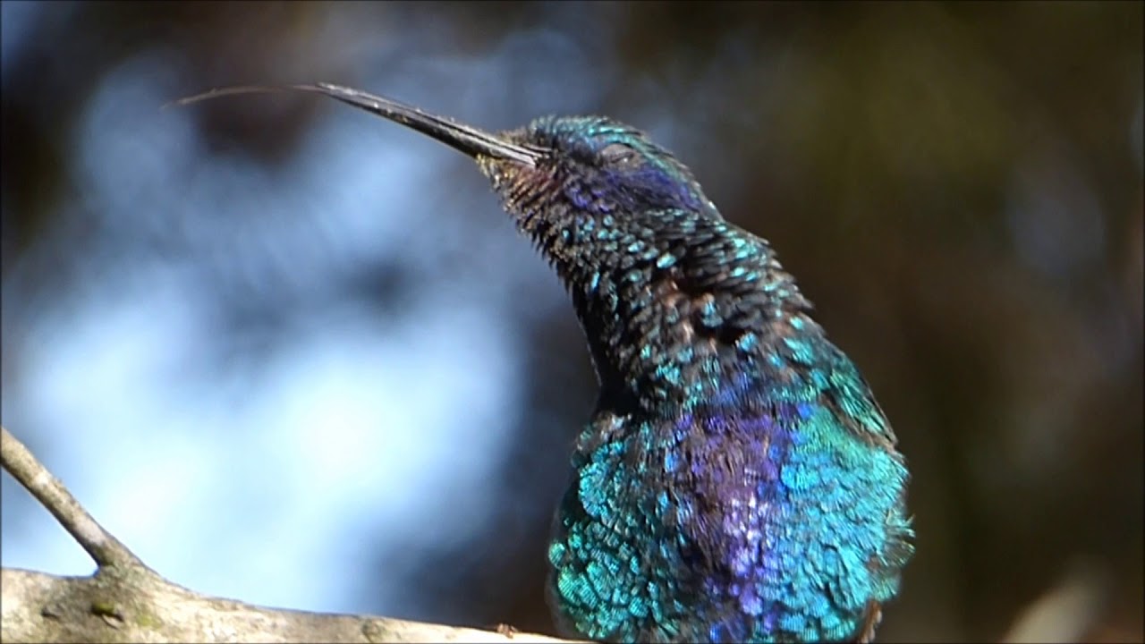Colibri Rutilant Colibrí rutilante (Colibri coruscans) en Tababela - YouTube