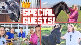 You Know These Special Guests We Take Them To Stal G And Stal H Friesian Horses