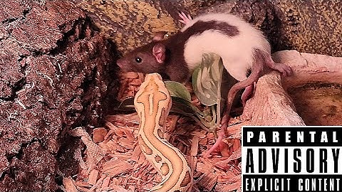 Hypo Burmese Python Live Feeding!  Quickness Documentary