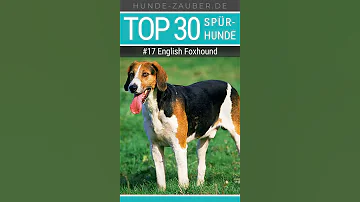 Was sind die besten Spürhunde?