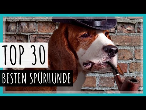 Video: Sind Redbone Coonhounds gute Familienhunde?