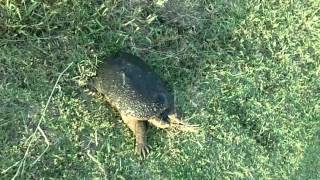 Some Water Snakes And A Snapping Turtle