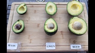 Blind Taste Testing of Different Avocado Varieties.  REED AVOCADO vs. GWEN AVOCADO vs. HASS AVOCADO.