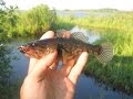 Видеоотчет: Ловля окуня и ротана на микроджиг / Perch and Amur Sleeper fishing. MicroJig