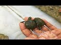 primer día de agua de las tortugas bebé