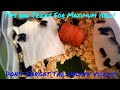 Raising and breeding mealworms (Updated Videos In Description)