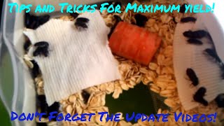 Raising and breeding mealworms (Updated Videos In Description)