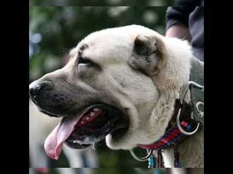 Video: Australsk bulldog