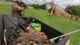 Invasive Iguanas Coming Out The Woodworks! Hired To Tag Them For Bounty