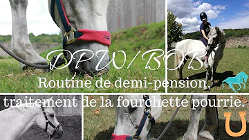 Comment se passe une Demi-pension cheval ?