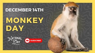 MONKEY DAY | December 14th - National Day Calendar