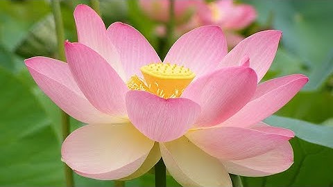 اغمض عينيك سوره الرحمن بصوت عجيب خاشع تهز القلوب Surah Rahman