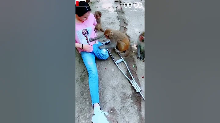 The evil monkey dares raise a hand to beat a crippled woman #shorts #funny #short #shortvideo