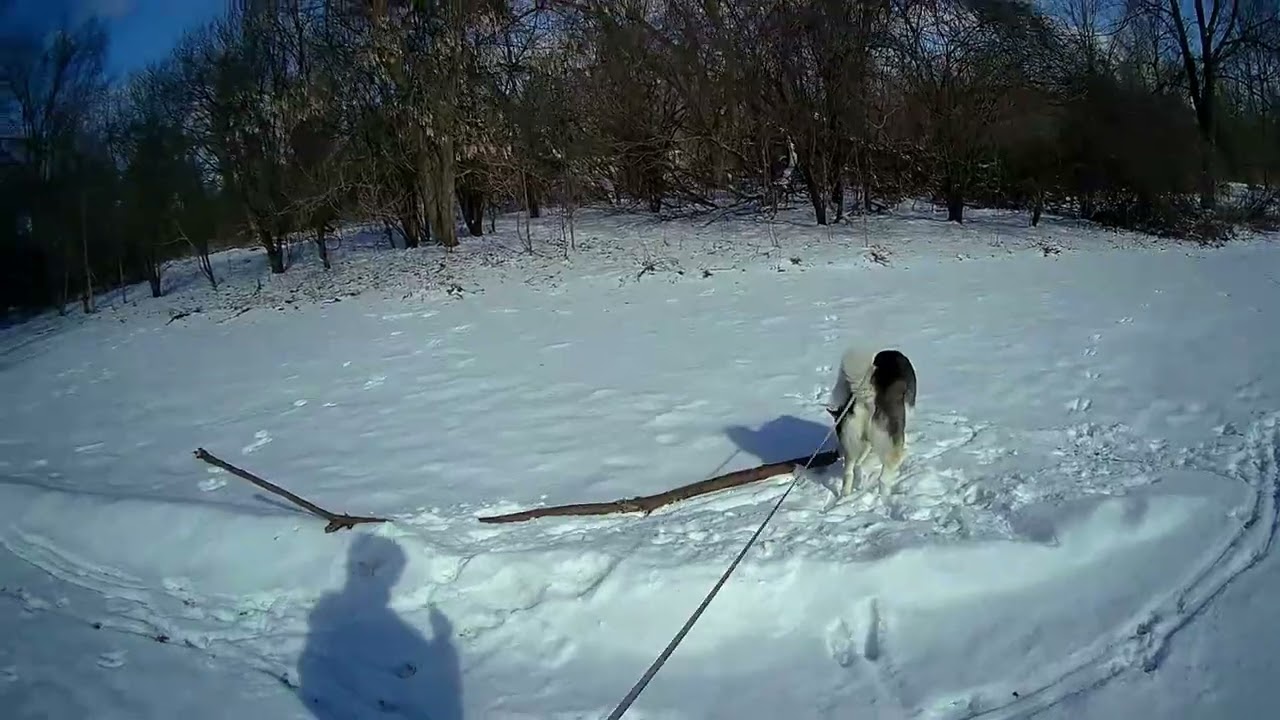 🐺Out with Casey🐺. #husky #nature #dog #canada #hiking #forest #lndont