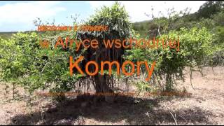 Komory, Podróże, Paweł Krzyk, Film Z Podróży, Skrót Filmu