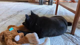 Schipperke puppy chewing play by Truffle the Schipperke 77 views 2 years ago 1 minute, 3 seconds