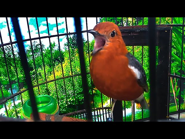 Kicau Mania Bunyi Burung Gacor Volume JOS ANIS MERAH Bali || Terapi dan Masteran untuk Burung Macet class=