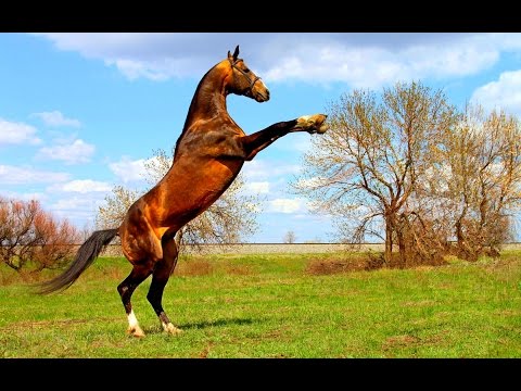 galloping-horses-kids-horse-on-island-mainau-|-funny-video