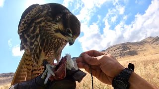 Peregrine Prairie falcon Hybrid Raptor ~ the FASTEST HARDEST hitting bird in the world!!