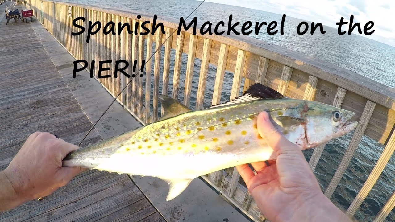 Catching Spanish Mackerel on the Gulf Shores State Pier - The Pier