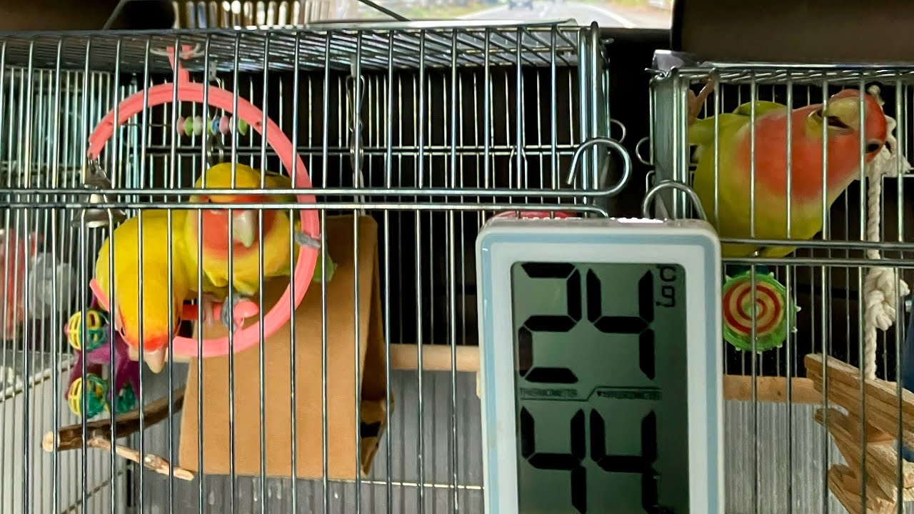 August 2025 お盆帰省