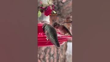 Watch This Hummingbird