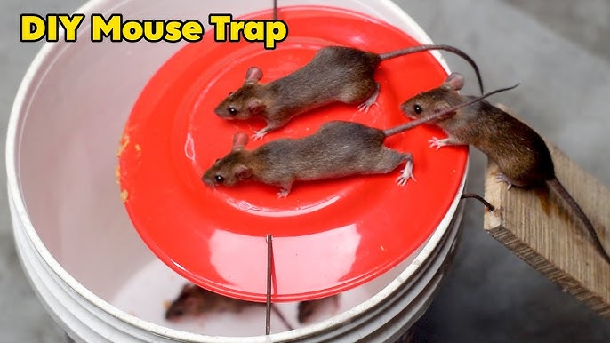 The best plastic bucket to trap mice at home #trap #rattrap #mousetrap, Mouse  Trap