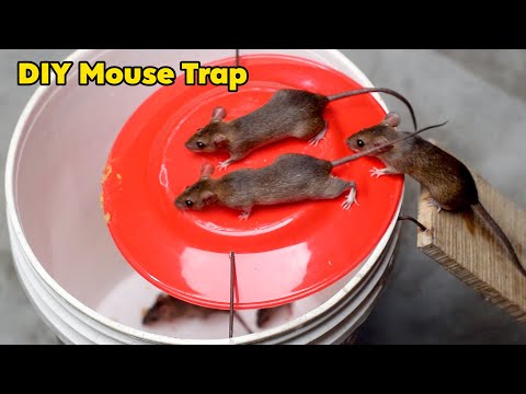 Bucket Mouse Trap (kill or No Kill) : 8 Steps - Instructables