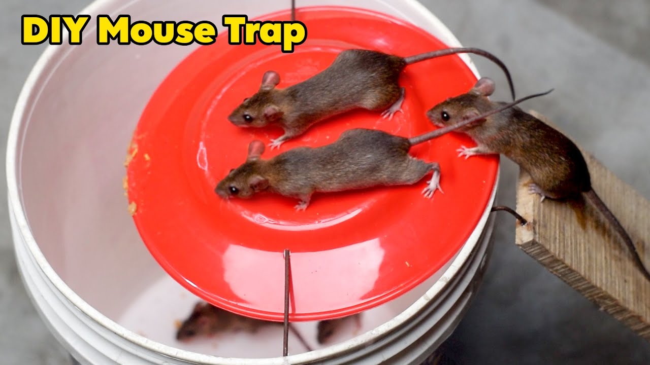 DIY Humane Mouse/Rat Trap Bucket - Homemade Rat Trap (Easy and Effective) 