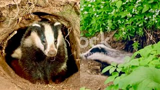10 ANIMALS WHO MAKE THEIR HOMES UNDER THE GROUND || Burrowing animals || @NaturesEye11